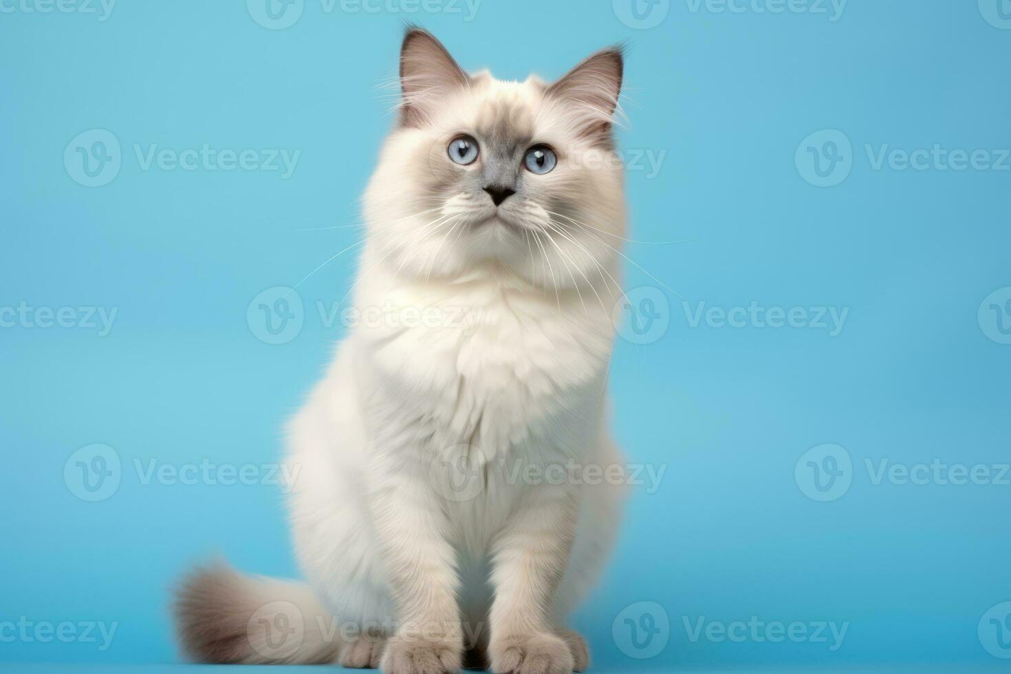 Cute Birman in nature wide life animals. AI Generated. photo