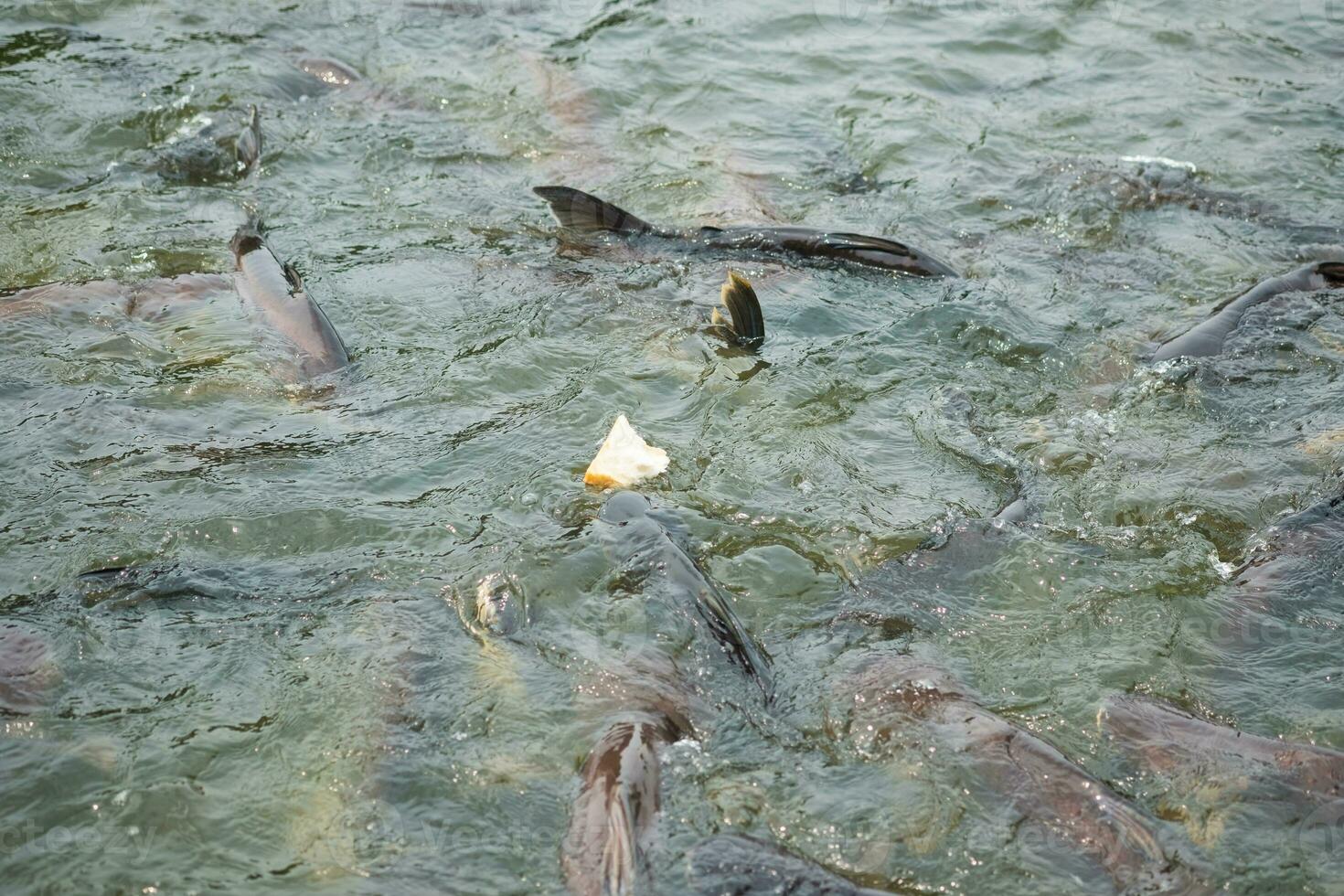 Feed the fish in the temple with bread. photo