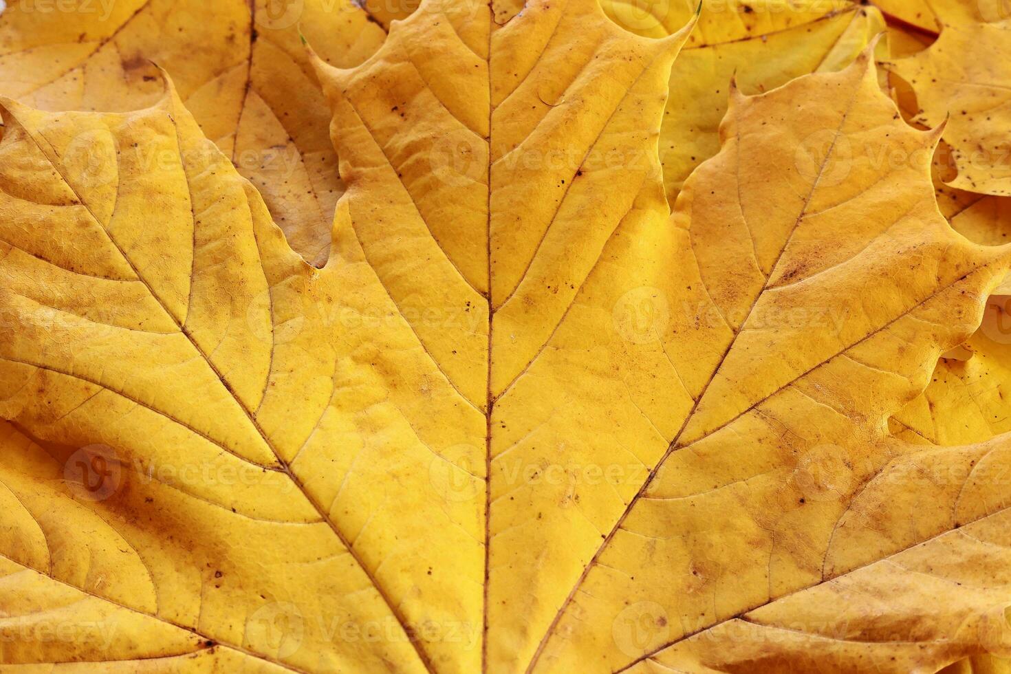 Vibrant yellow autumn maple leaves background, close up. Macro photo of fallen foliage. Concept of change of seasons, back to school, Canada Day, Thanksgiving Day, Civic Day Holiday, Victoria Day