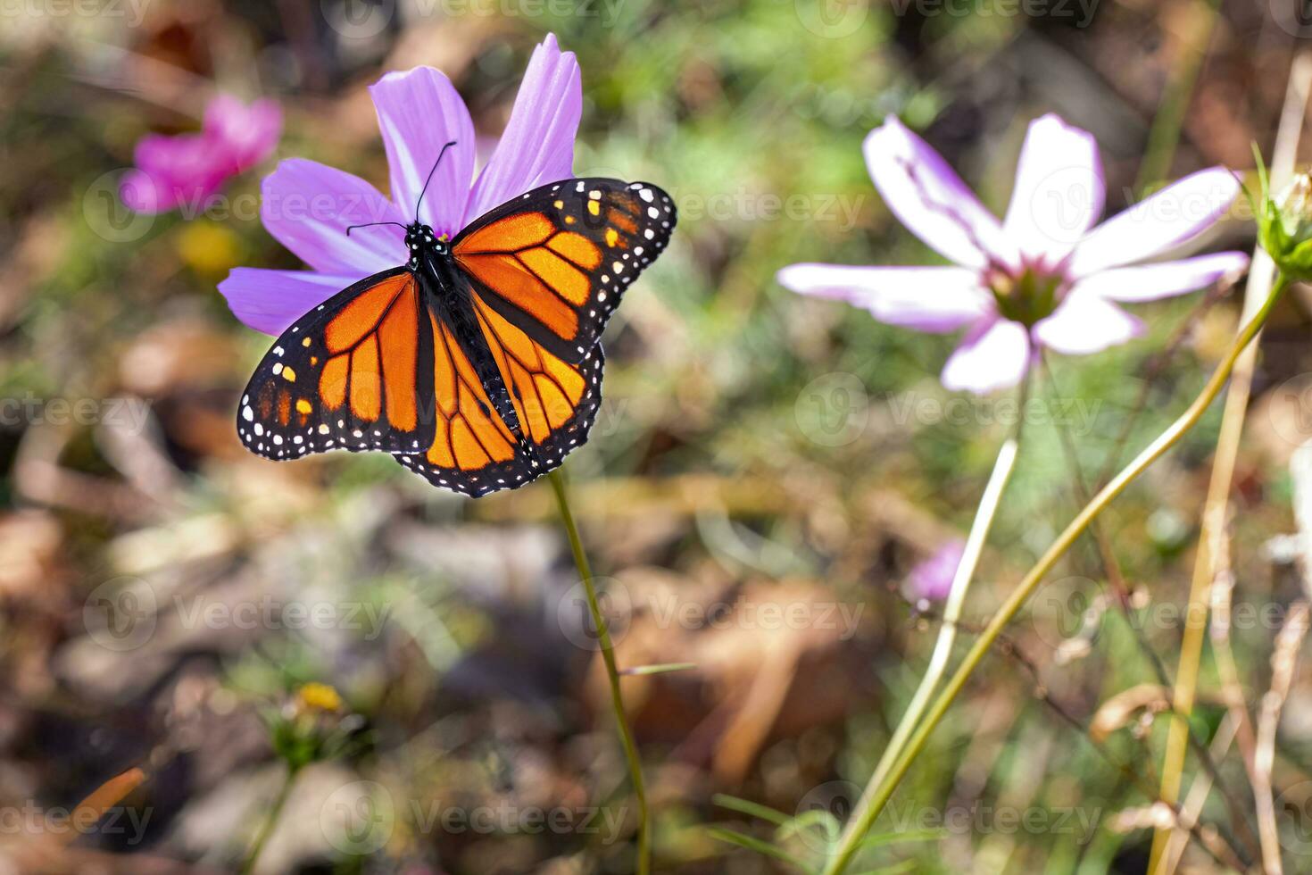 Monarch Feeds on Purple Flower photo