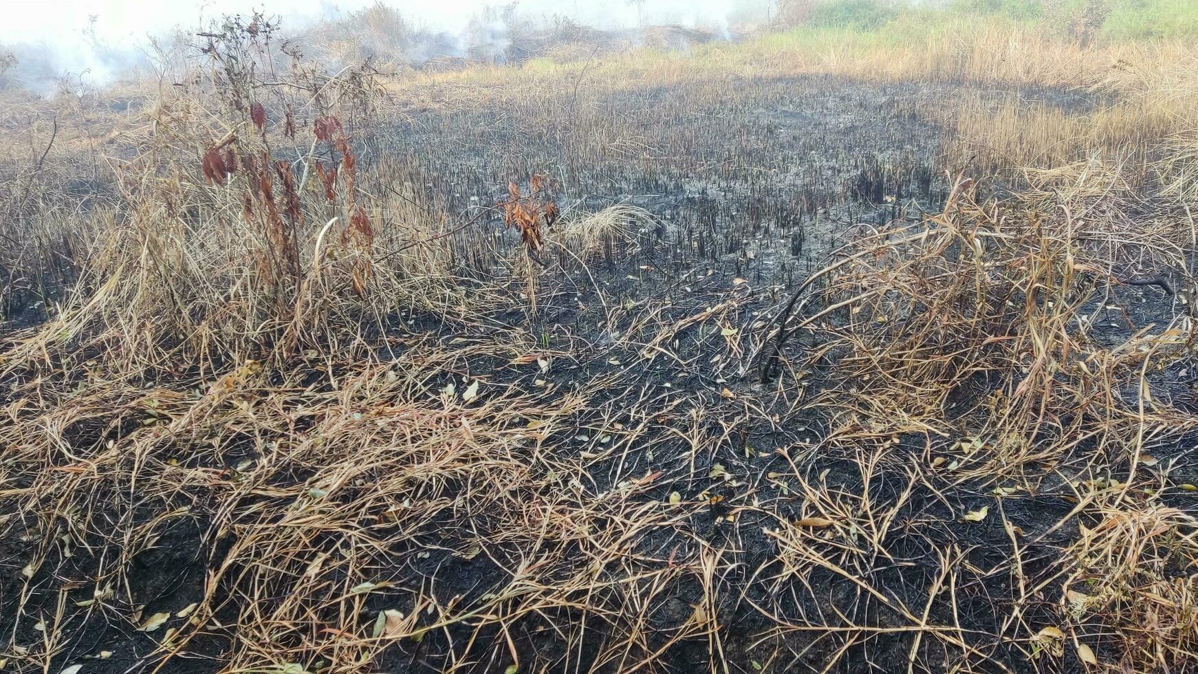 Photo of land fire scars