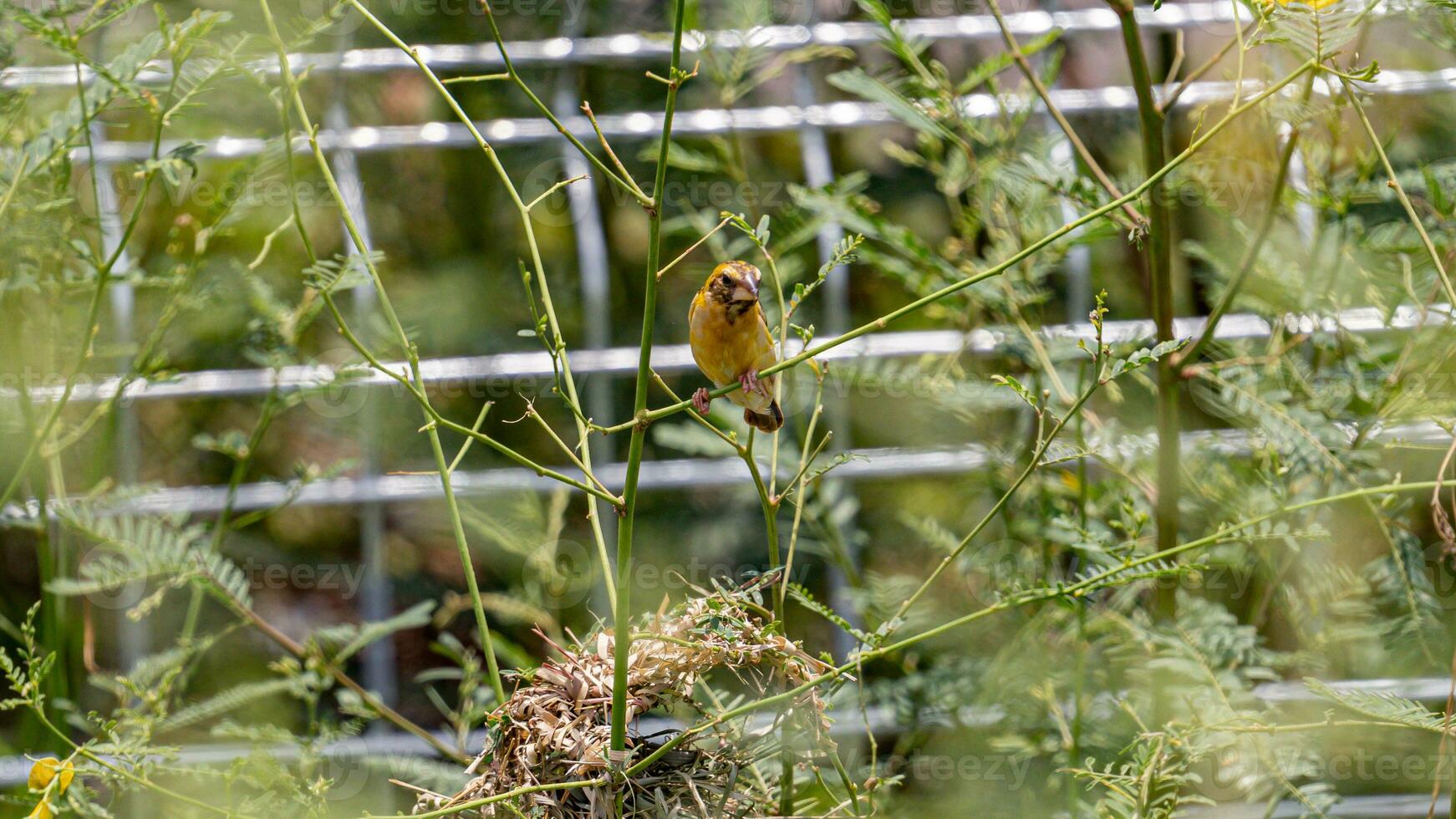 Asian golden weaver perched on tree photo