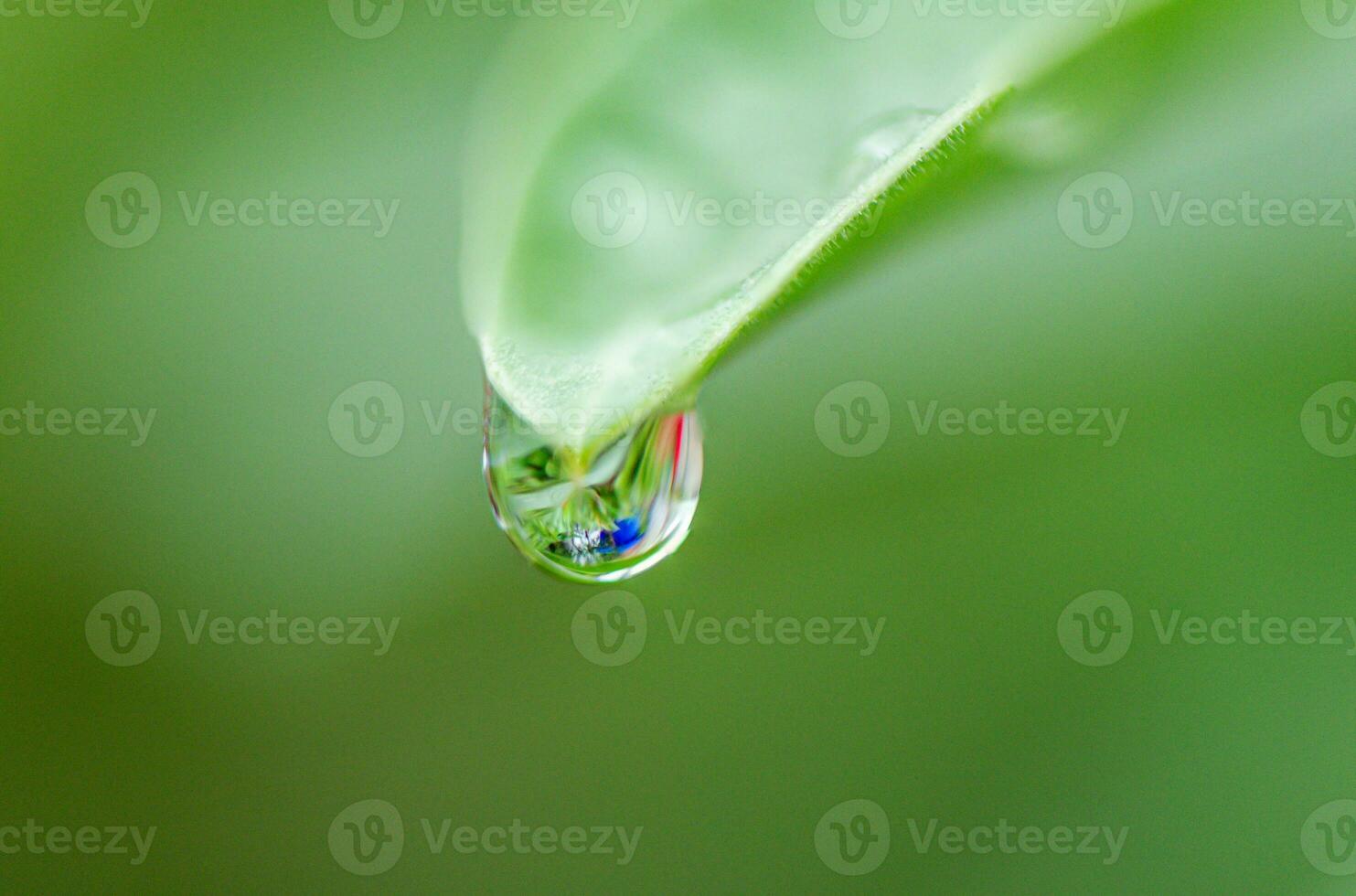 Water drops on the Adenium tree photo