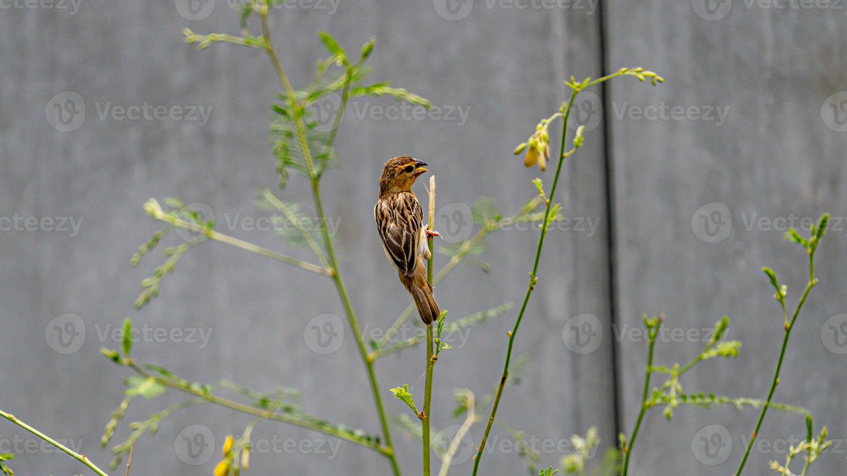 Asian golden weaver perched on tree photo