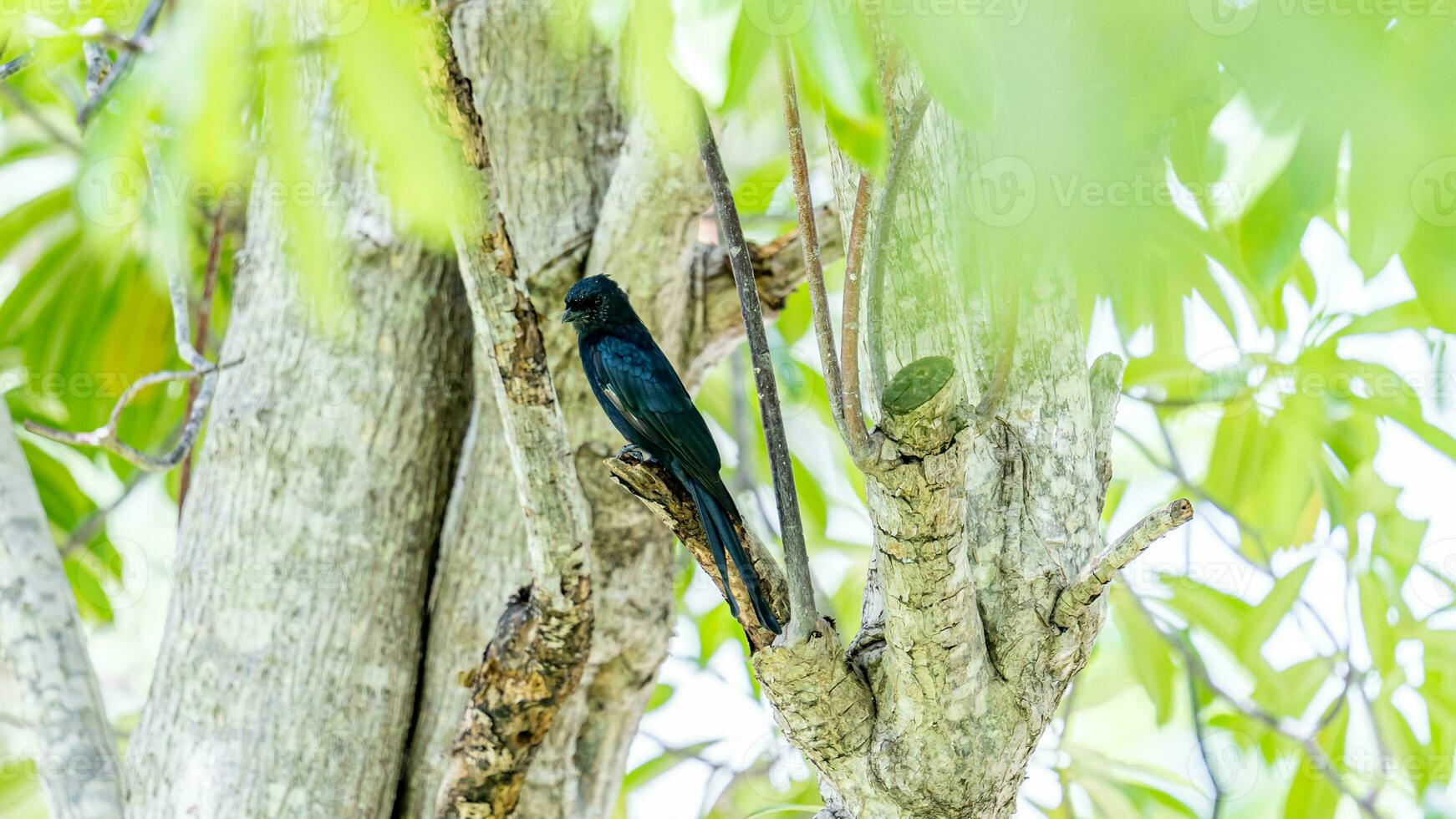 drongo negro posado en un árbol foto