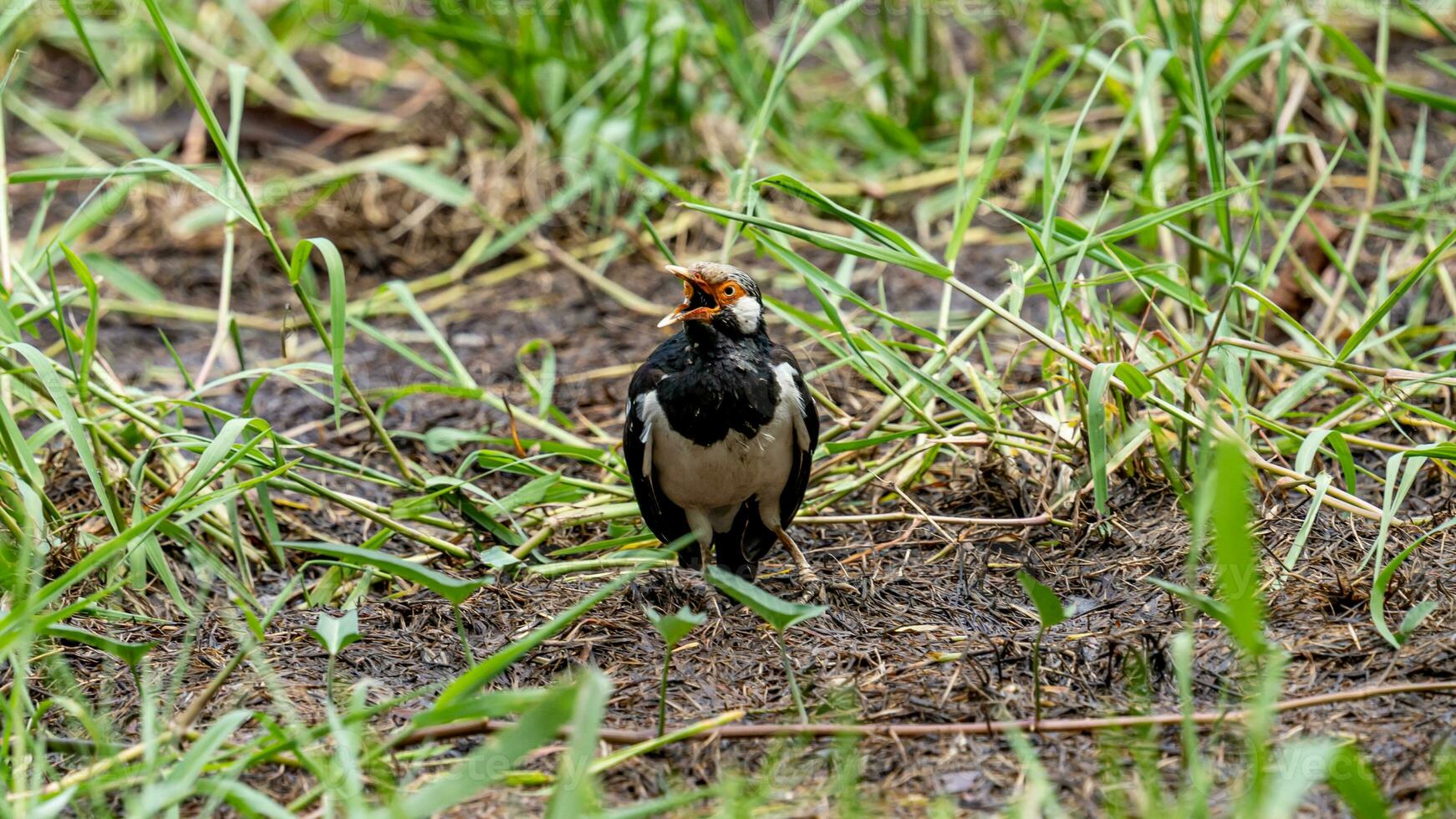 Asian Pied Starling on the field in the park photo