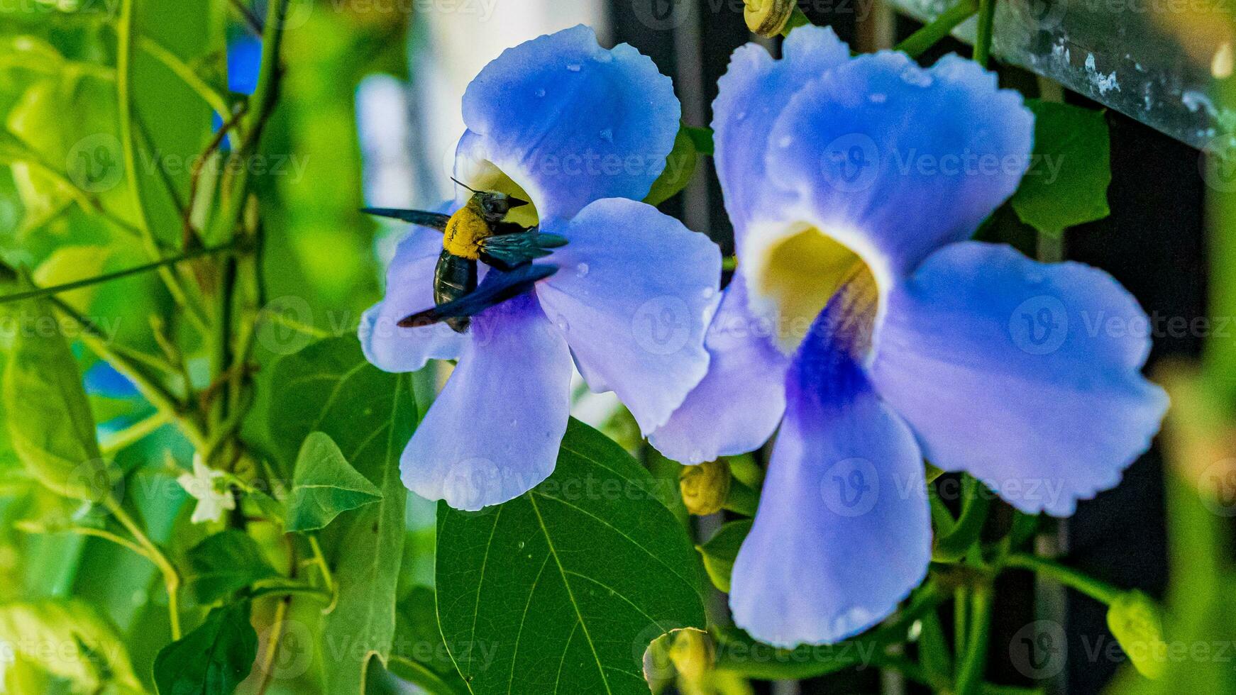 carpintero abejas con azul alas, alimentándose en un flor foto