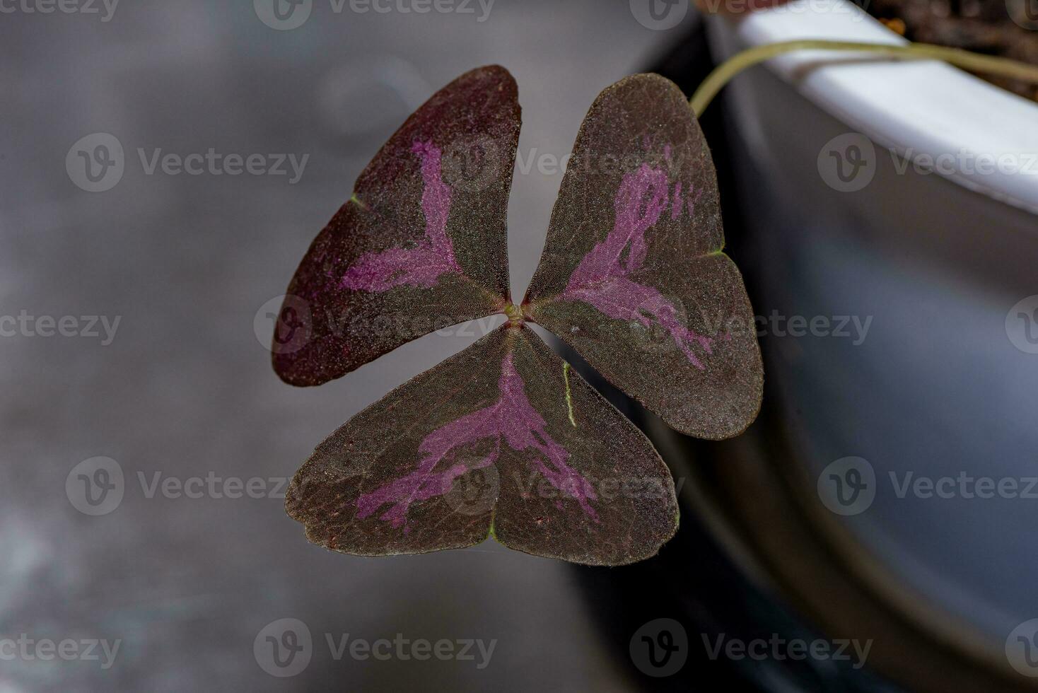 Oxalis purpurea, Oxalis triangularis blooming purple flowers in the garden natural background photo