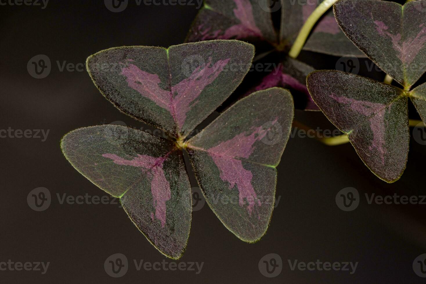 Oxalis purpurea, Oxalis triangularis blooming purple flowers in the garden natural background photo