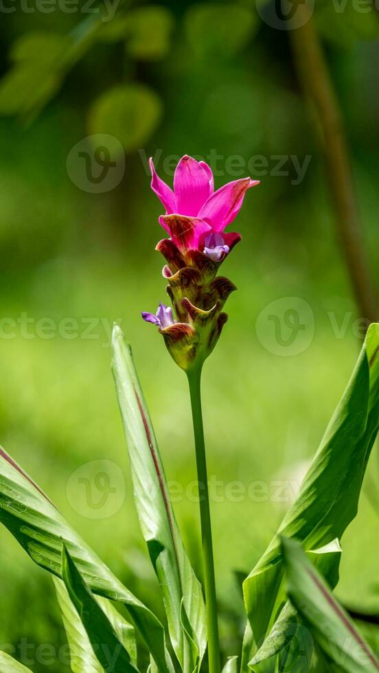 siam tulipán flor floreciente en el jardín foto