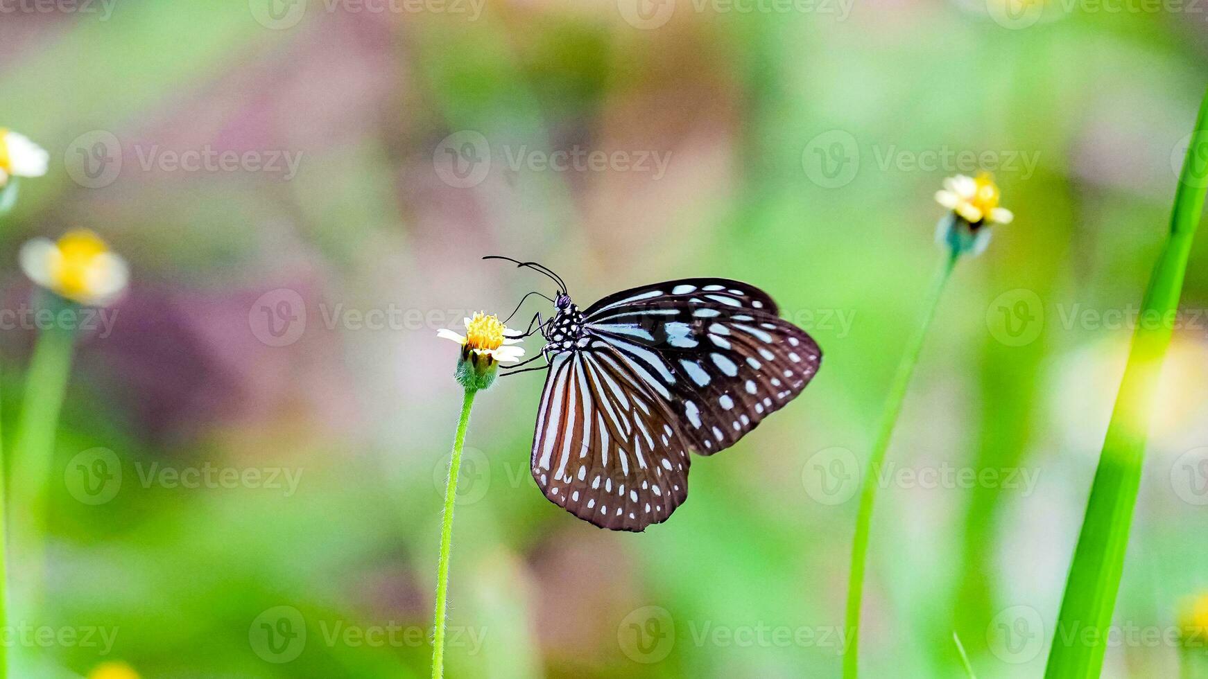 Glassy Tiger Butterfly collecting nectar from a flower. photo