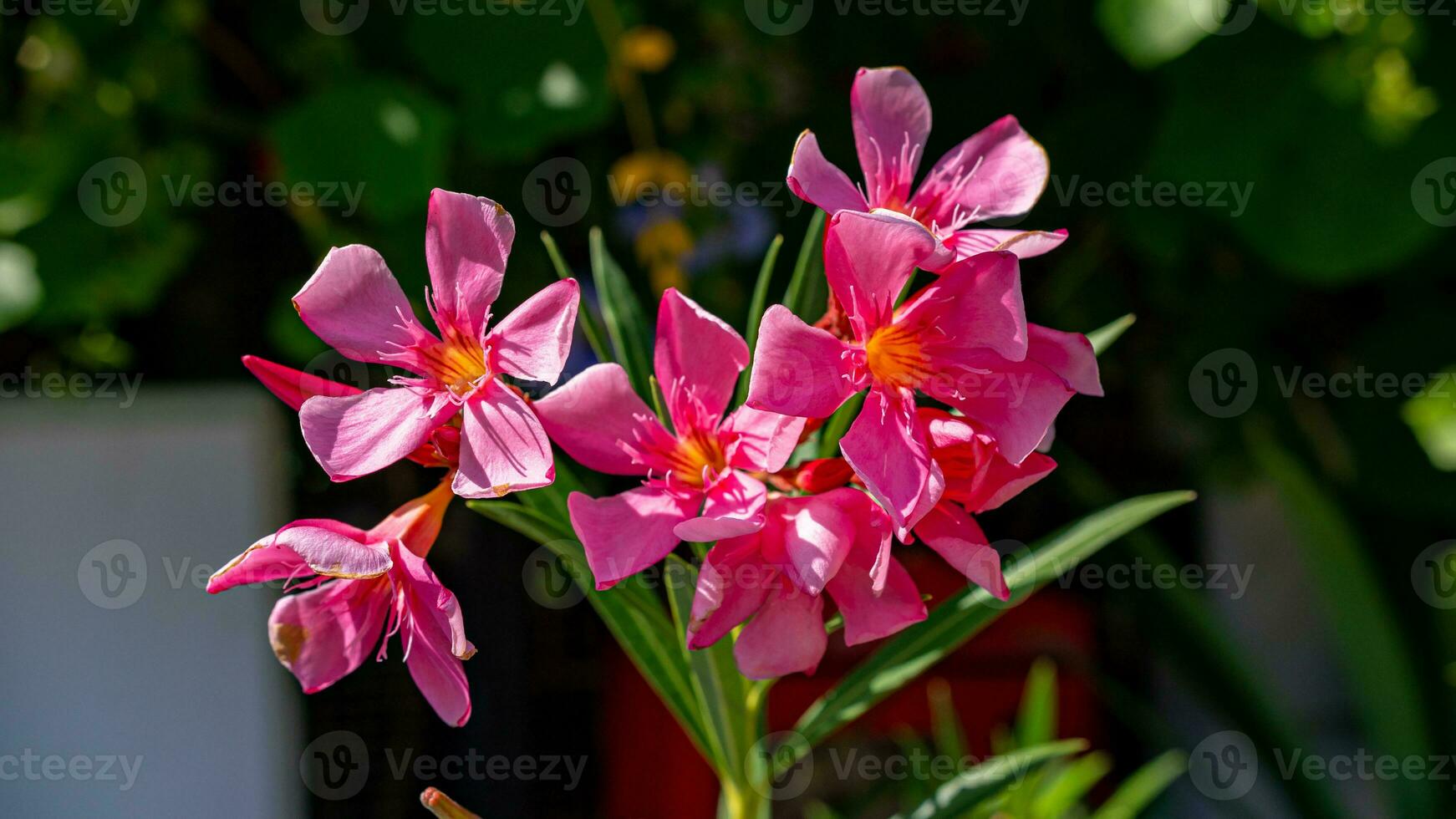 fragrant oleander, oleander, rose bay, sweet oleander blooming in the garden photo