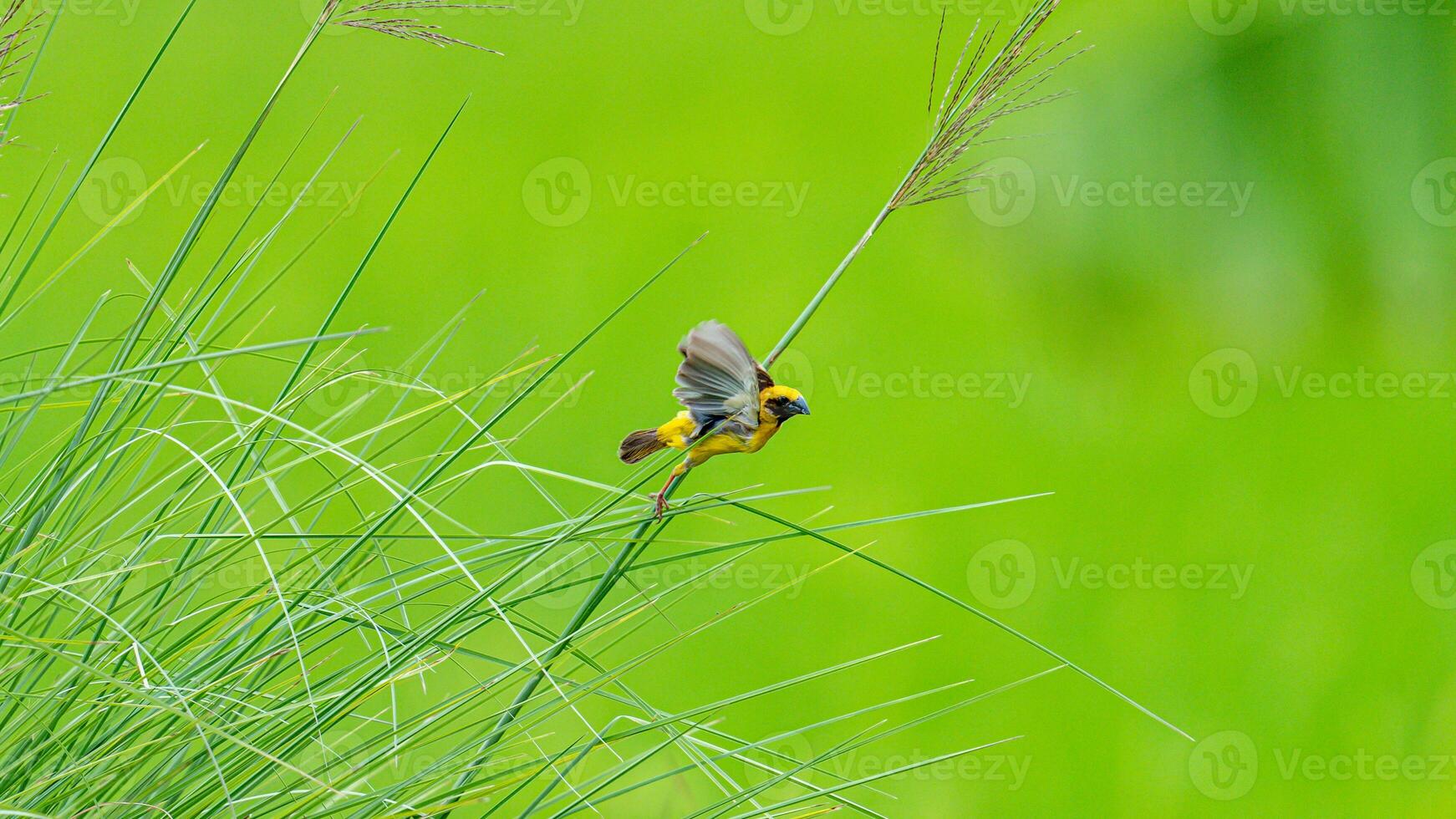 Asian golden weaver perched on tree photo