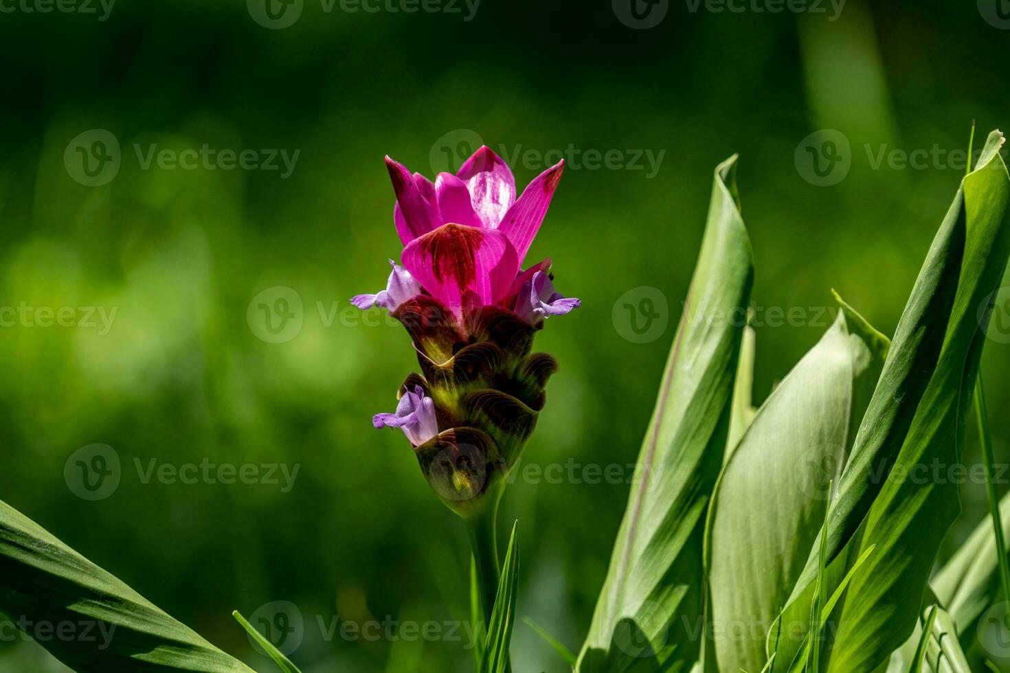 siam tulipán flor floreciente en el jardín foto