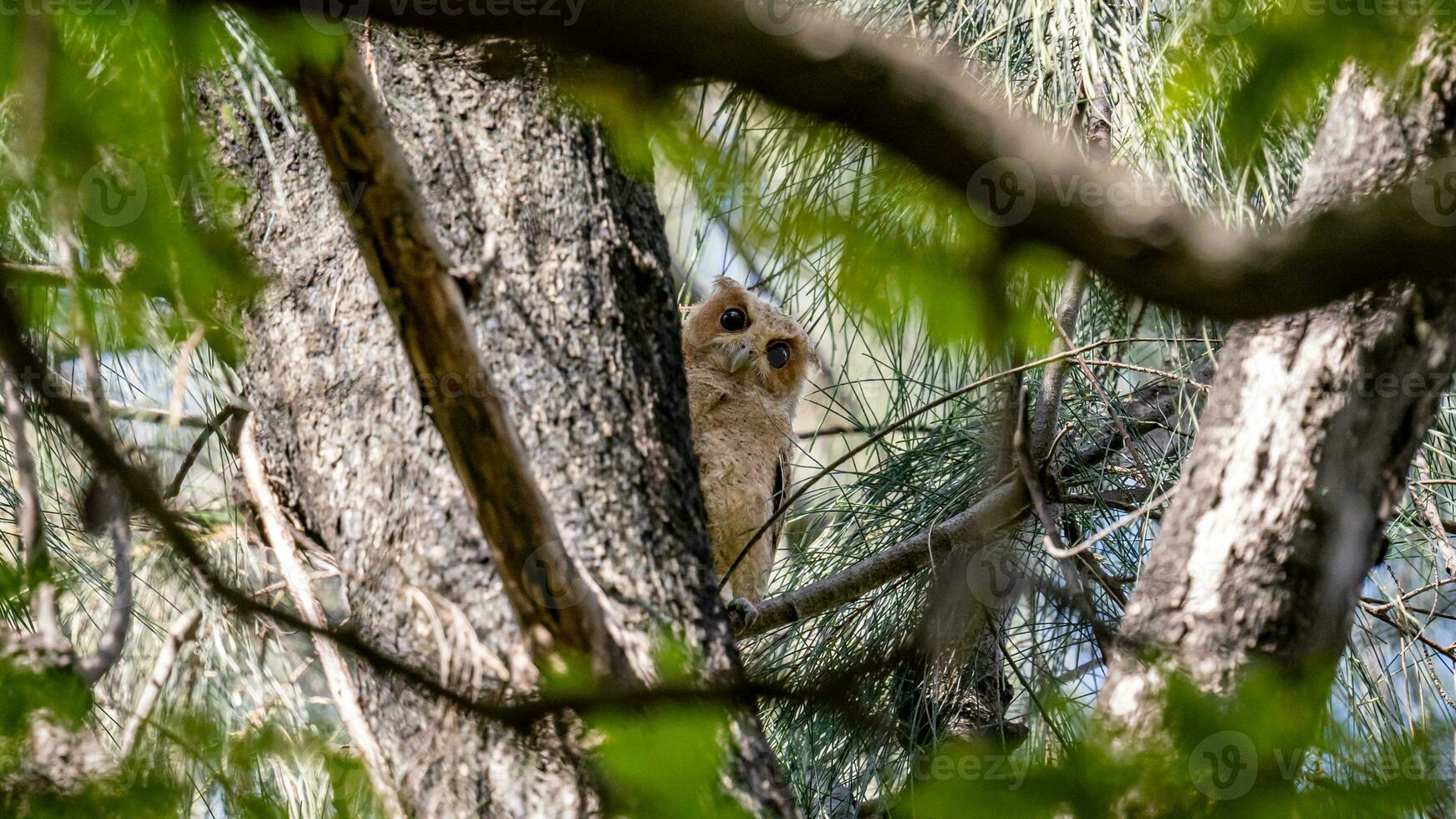 Collared scops owl perched on tree photo