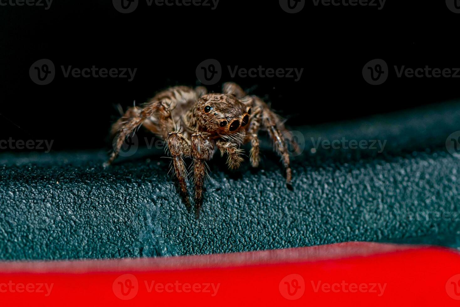 saltando araña gateando en el pared foto