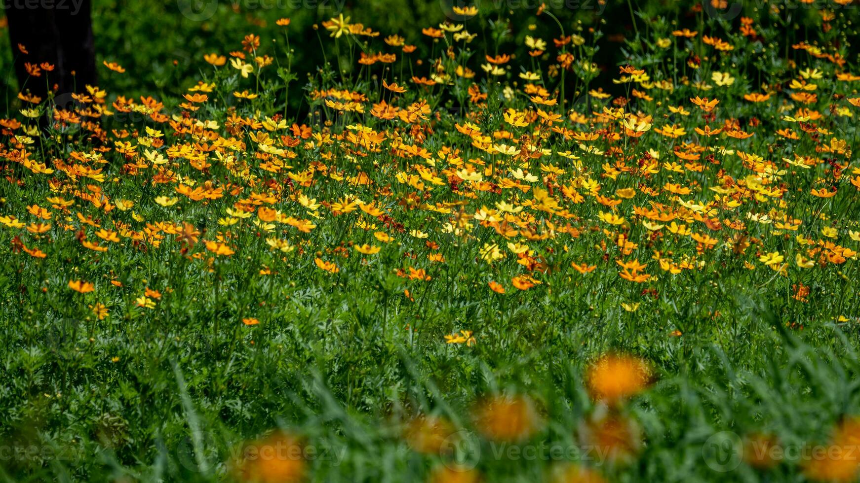 Sulfur Cosmos or Yellow Cosmos blooming in the garden photo