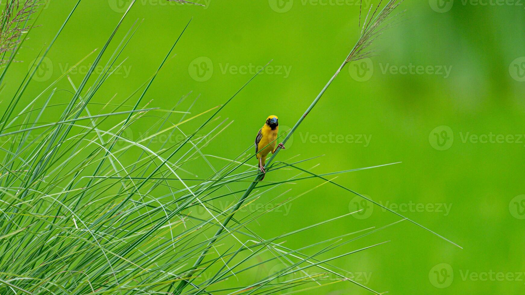 Asian golden weaver perched on tree photo