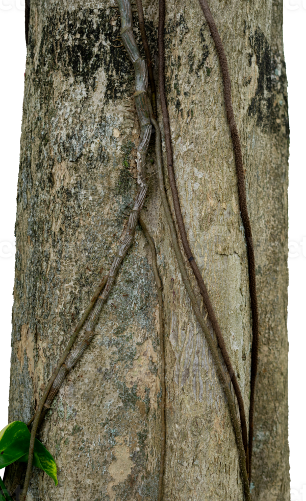 bark of a tree with root creeper png