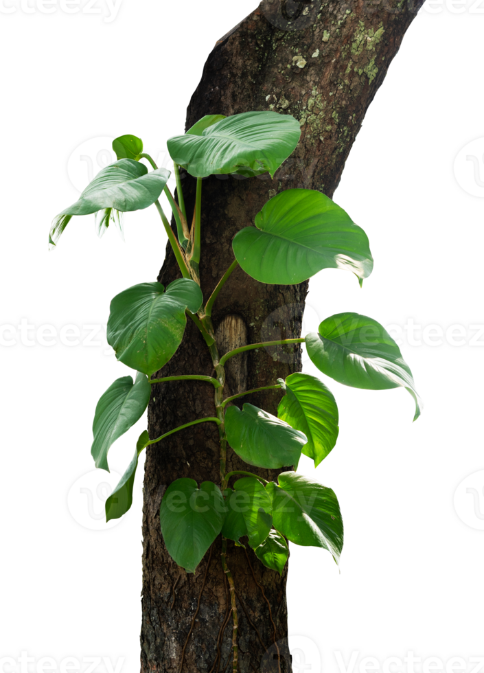 plant growing on a tree isolated png