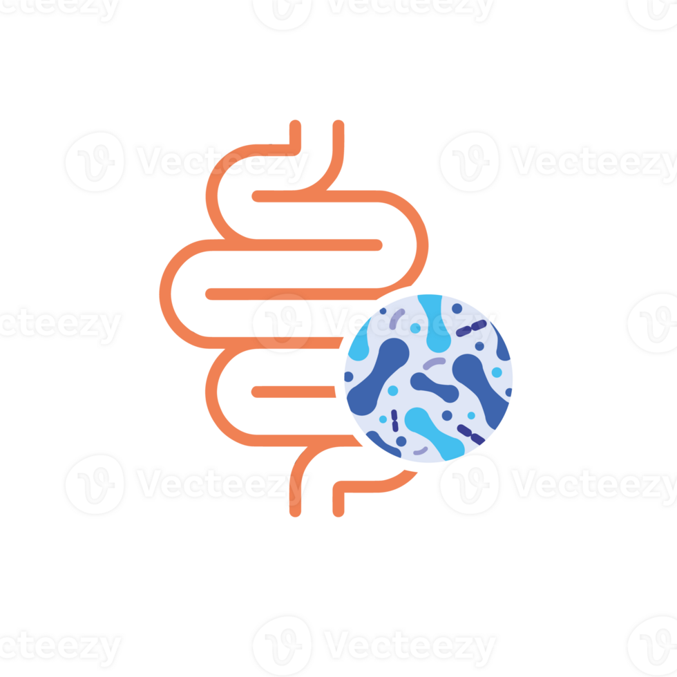 Intestines with a sign of good bacterial flora. png