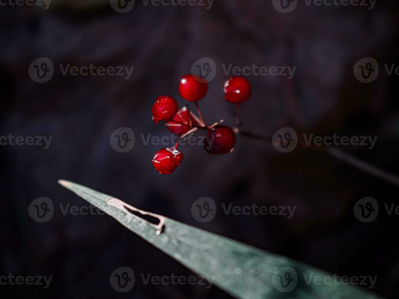 Rubus saxatilis or Stone bramble drying bright red shiny berries on thin stem with a long leaf on black dark forest ground background photo