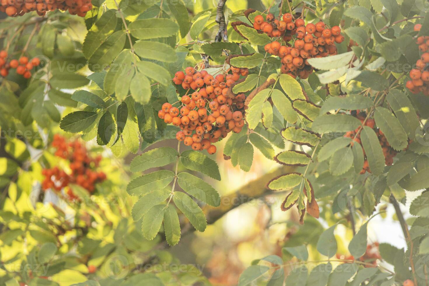 Selective focus to red rowan berries growing on a tree branches in golden bright sun beams photo