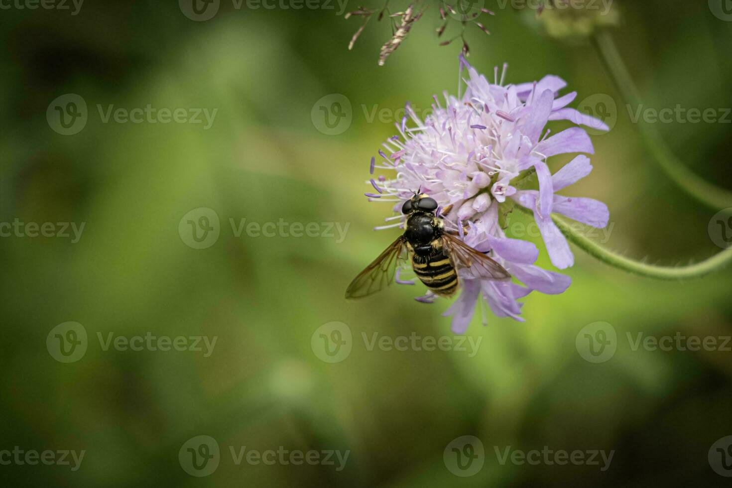 Wild purple flower with a bee sitting on it in a meadow in nature in summer close-up macro side view photo