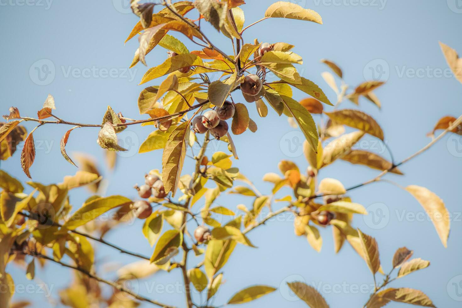 Yellow autumn leaves of a tree with berries on blue sky background on sunny day photo