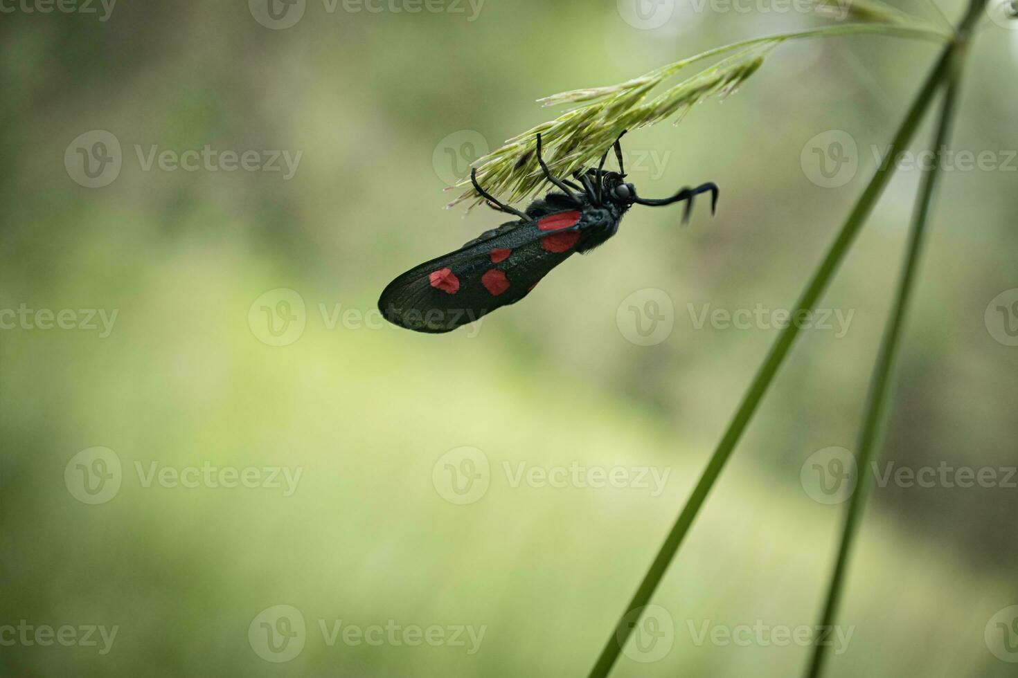 A pretty Six-spot Burnet Moth, Zygaena filipendulae, sitting upside down on a grass in a meadow green blurred background photo