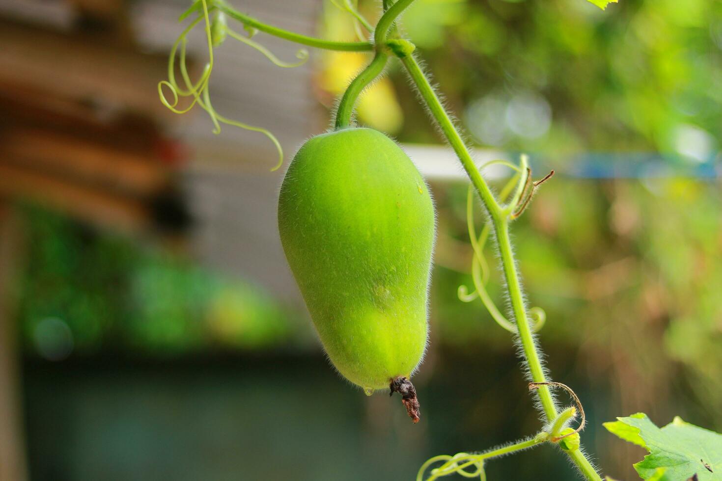 Wax gourd or chalkumra organic vegetable, Organic green wax gourd in tree photo