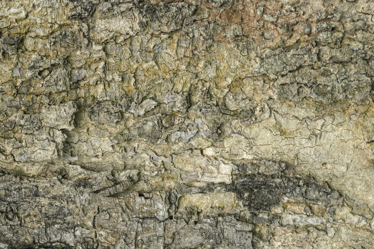 Realistic Tree bark background texture, Seamless texture from tree photo