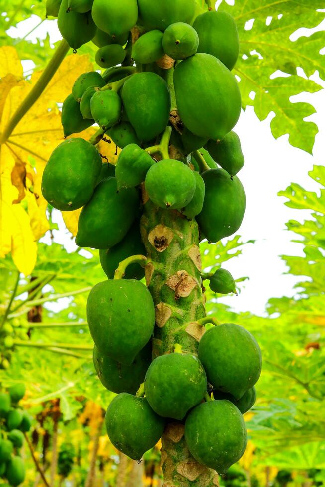 un montón de verde papayas creciente en un papaya árbol, papaya frutas de papaya árbol en el jardín foto