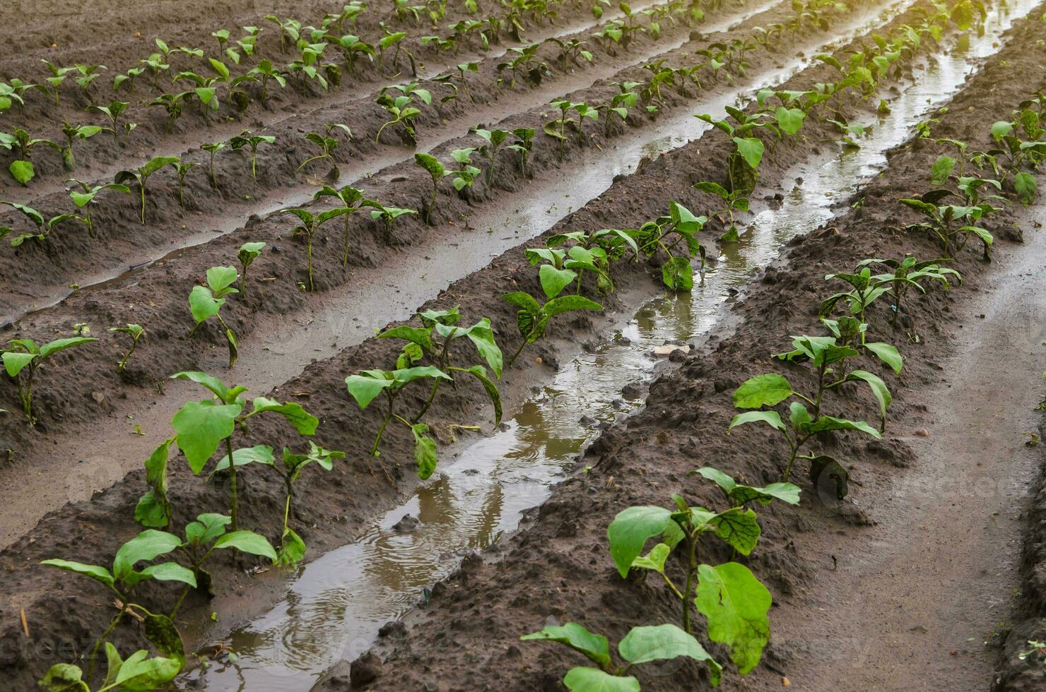 A field planted with young eggplant seedlings after heavy rain. Rows of a farm fields on a summer sunny day. Agroindustry. Growing vegetables outdoors on open ground. Farming, agriculture landscape. photo