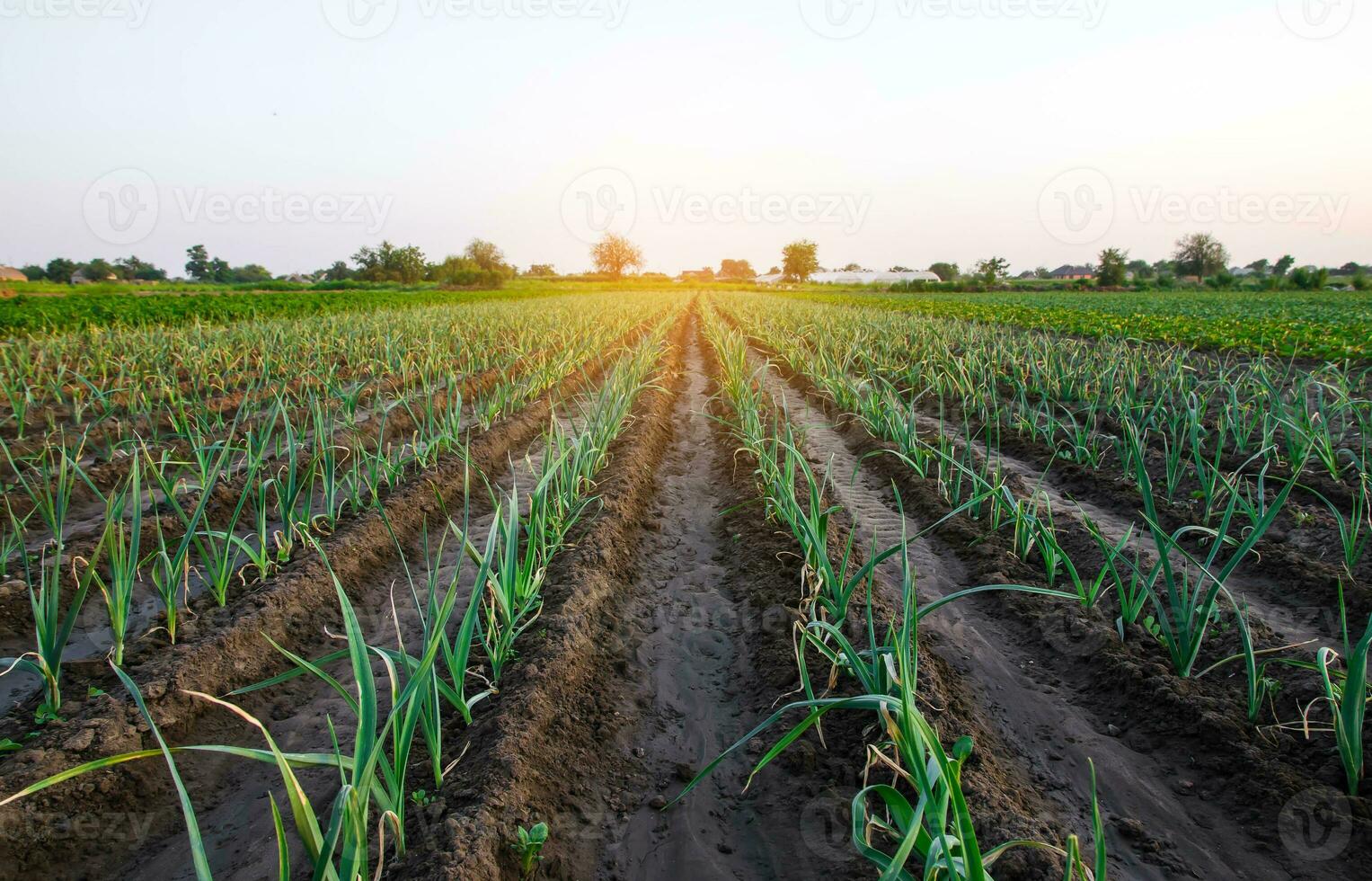 Farms