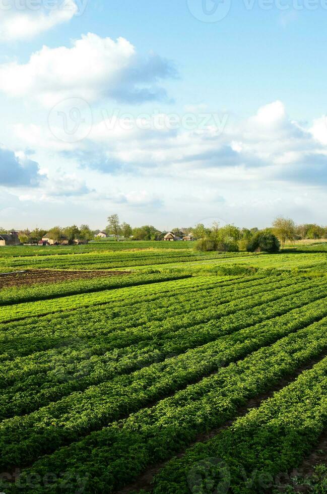 A beautiful view of countryside landscape of the potato fields of southern Ukraine. Agroindustry and agribusiness. Agriculture and agro industry. Organic farming. Harvesting the first potato planting. photo