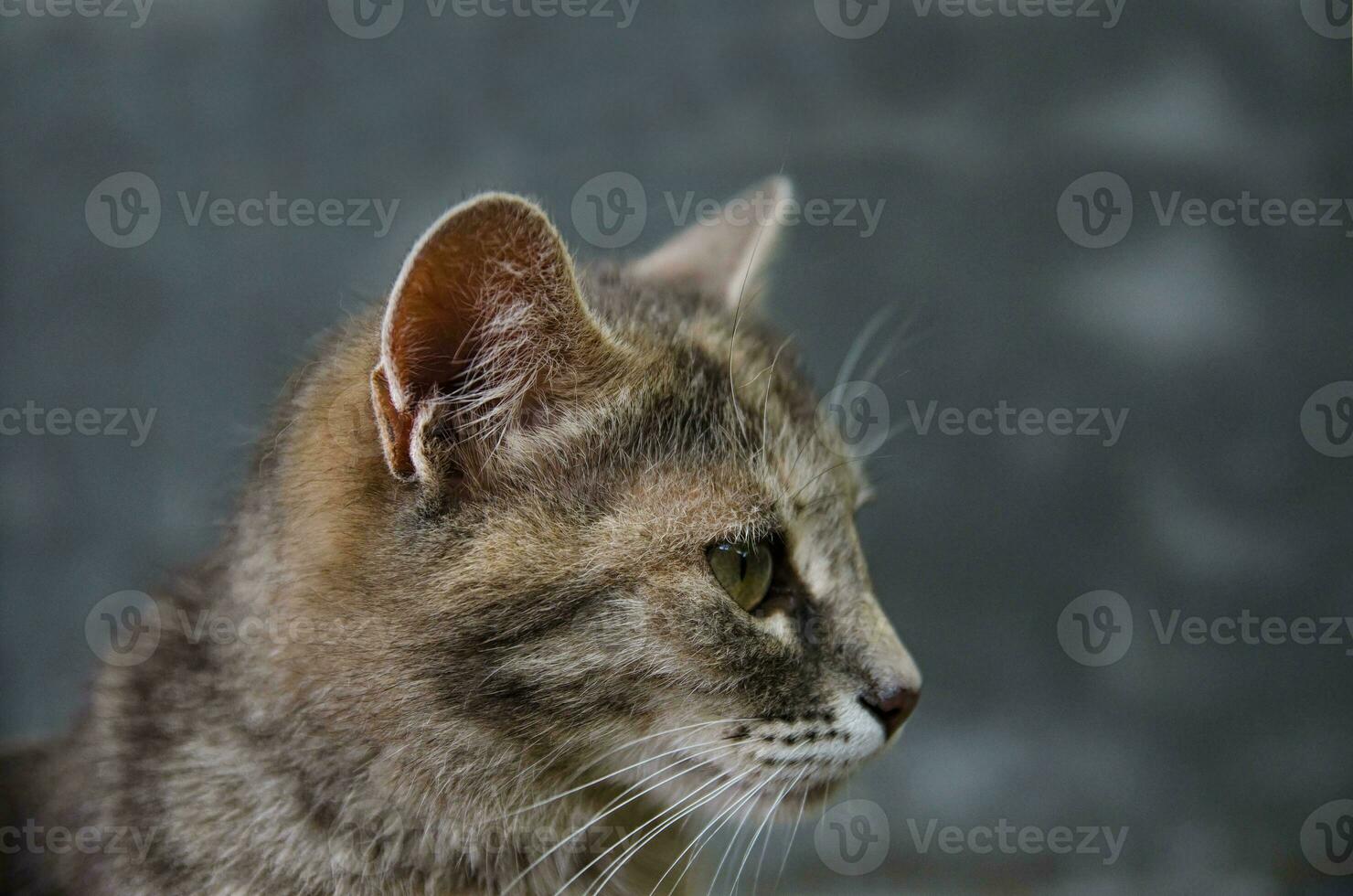Doméstico gato cabeza en perfil en un gris antecedentes. animal retrato. a rayas atigrado hembra de pelo corto país gato mirando a el bien. calma y relajación, contemplación. foto