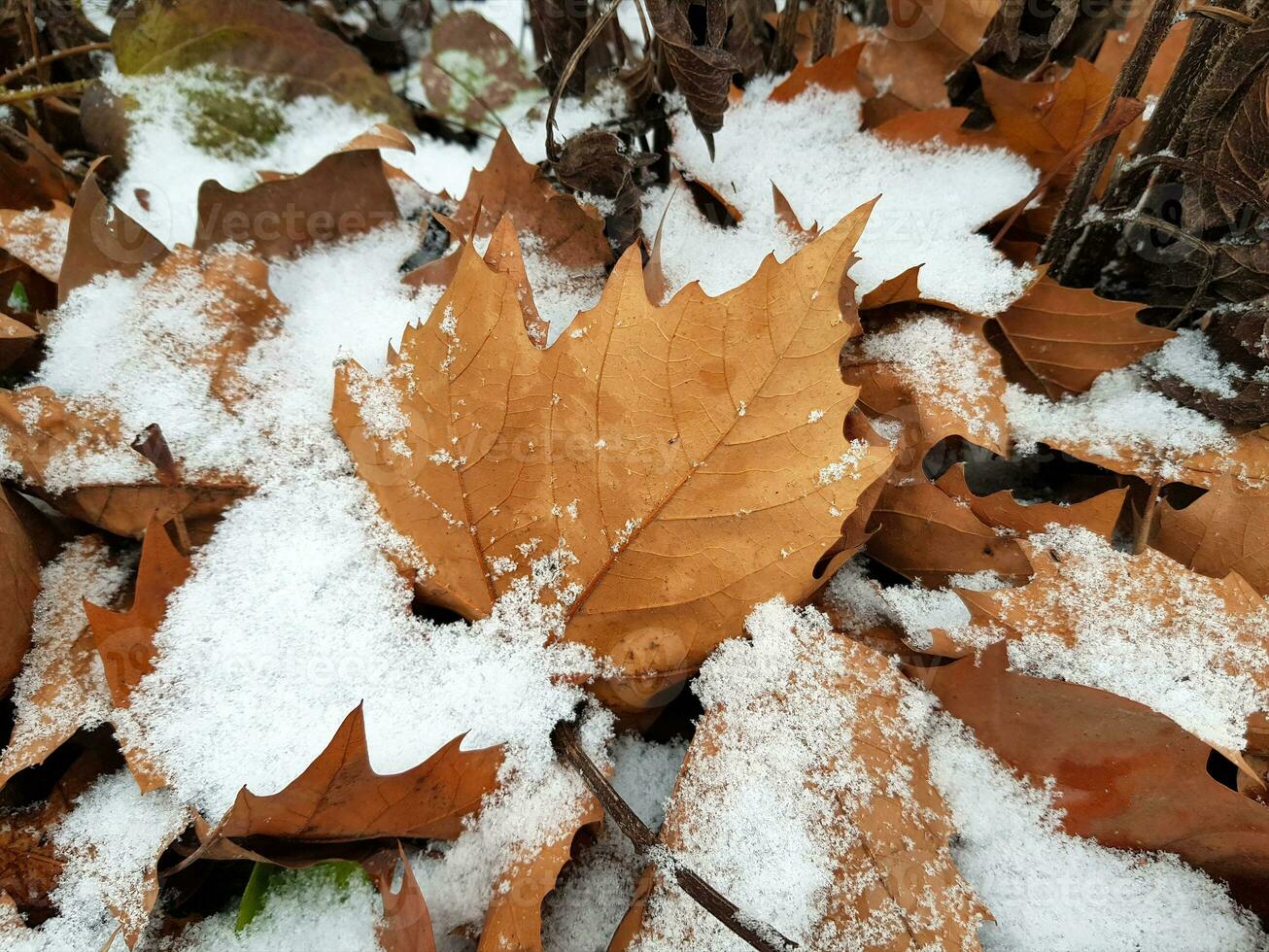 Withered foliage covered with snow. One maple leaf in center, selective focus, close up. First snow day, the beginning of winter concept photo