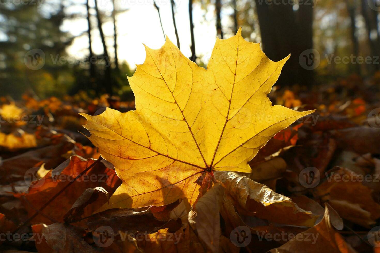 Yellow maple leaf backlit by the sun. Autumn background with withered foliage on the ground in park or forest. Sunny warm fall day. Close up, selective focus. photo