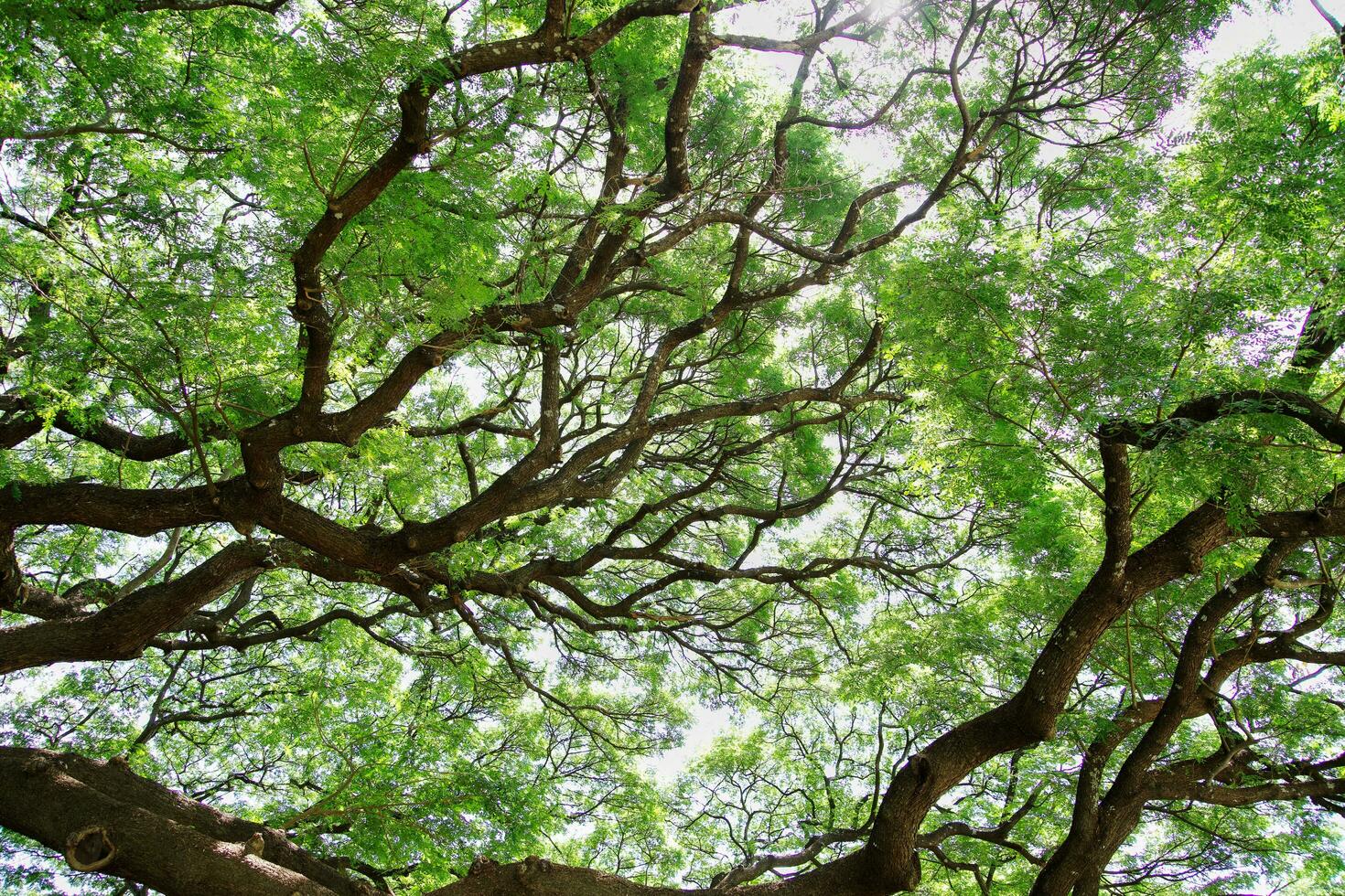 Large tree branches in Thailand are called Crab Claw, Chamcha, or Red Chamchuri, is large tree. It has many branches, small leaves, pink flowers, Tourist attractions in Kanchanaburi province photo