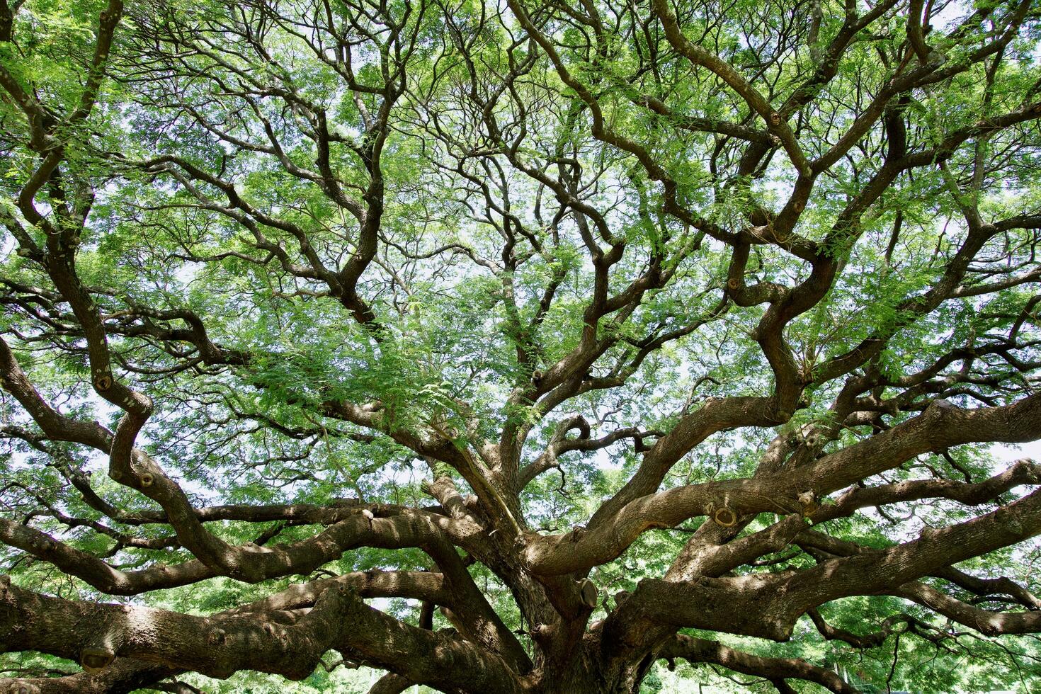 Large tree branches in Thailand are called Crab Claw, Chamcha, or Red Chamchuri, is large tree. It has many branches, small leaves, pink flowers, Tourist attractions in Kanchanaburi province photo