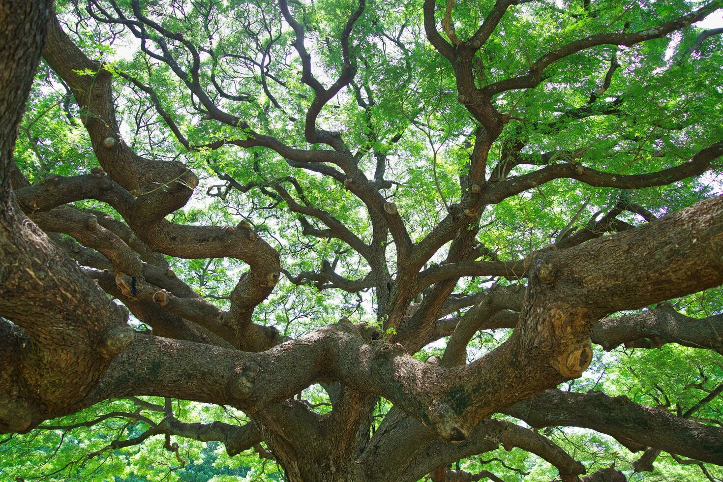 Large tree branches in Thailand are called Crab Claw, Chamcha, or Red Chamchuri, is large tree. It has many branches, small leaves, pink flowers, Tourist attractions in Kanchanaburi province photo