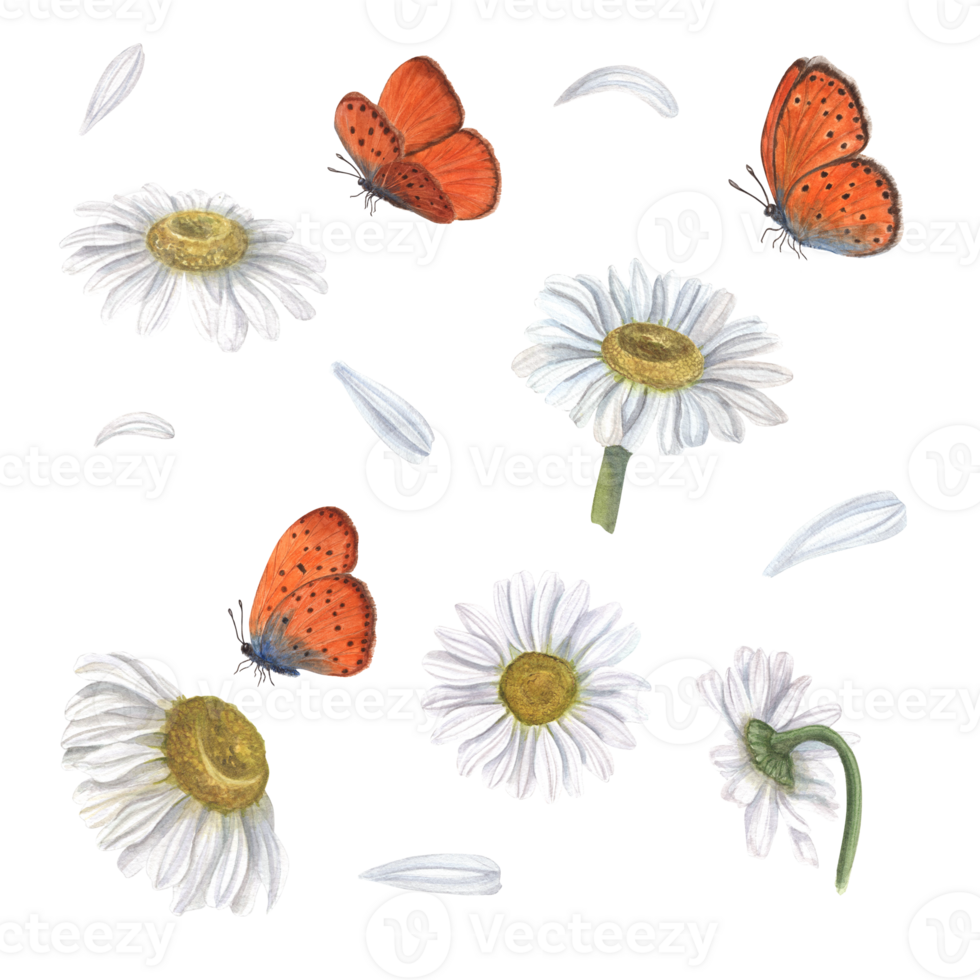 Set of watercolor daisy and butterflies. Illustration for wallpaper, print, textile, scrapbooking, wedding invitation, banner design, postcards png