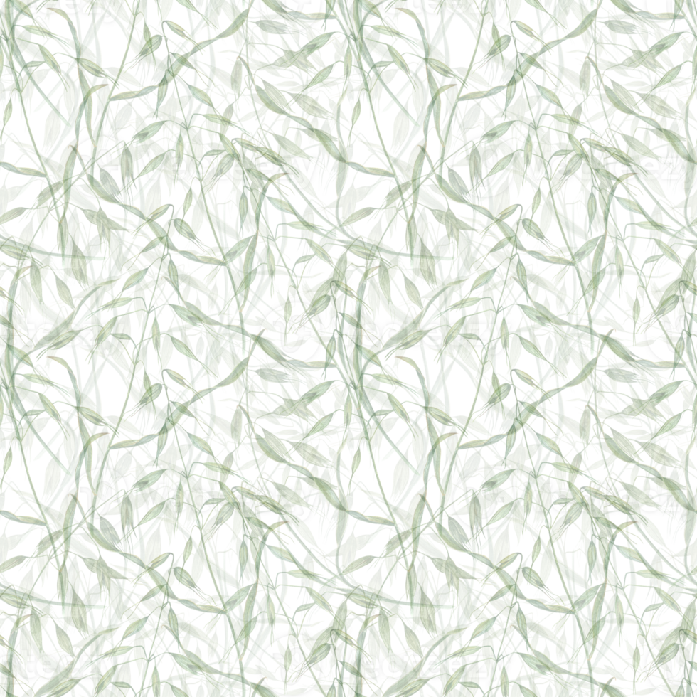 Herbal seamless pattern of wild oats. Watercolor illustration of avena. Simple design for scrapbooking, invitations, background, prints, textile, wrapping. png