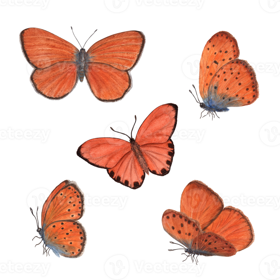 Set of watercolor scarce copper butterflies. Perfect for wallpaper, print, textile, nursery, scrapbooking, wedding invitation, banner design, postcards, clothing png