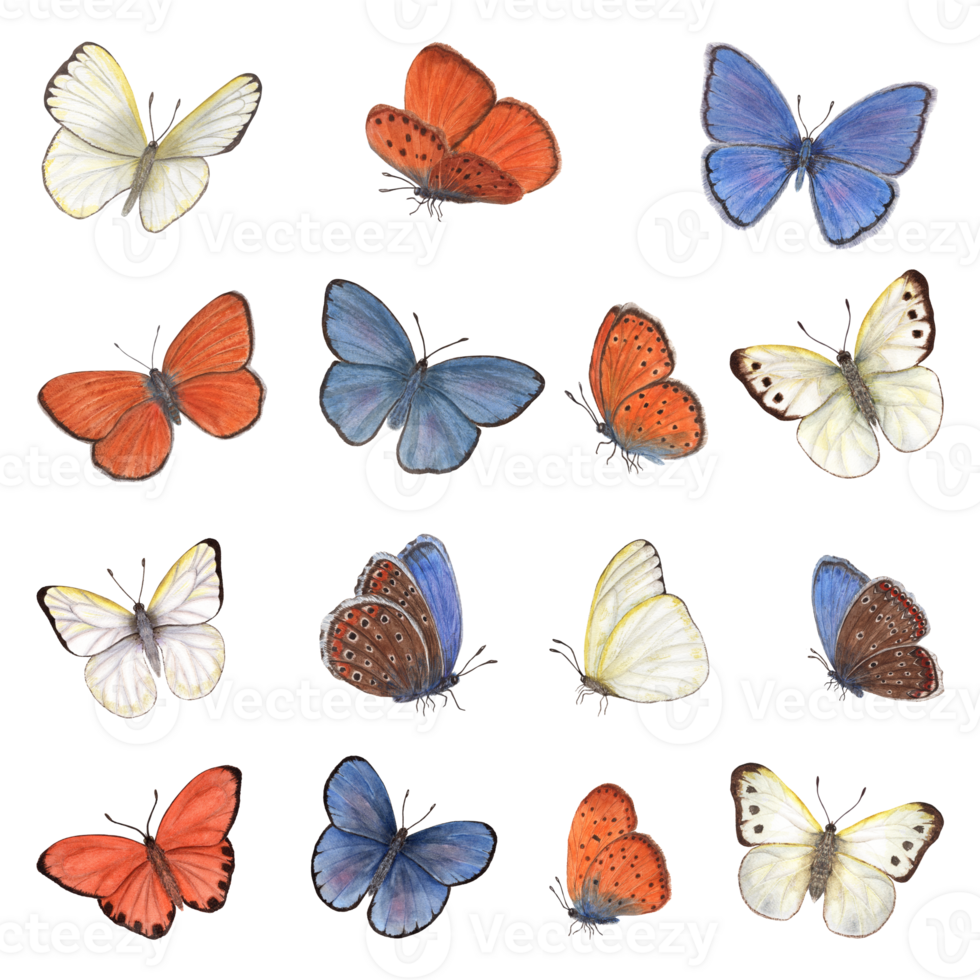 Set of watercolor different butterflies. Colored butterflies with folded wings. Copper, scarce copper, cabbage. Watercolor illustration for print, textile, wedding invitation, label, poster png