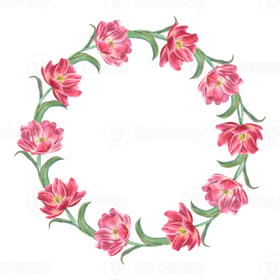 Pink tulips wreath. Watercolor illustration of bright spring flowers for create postcard design, invitation template, birthday, wedding, mother day cards. Space for text png