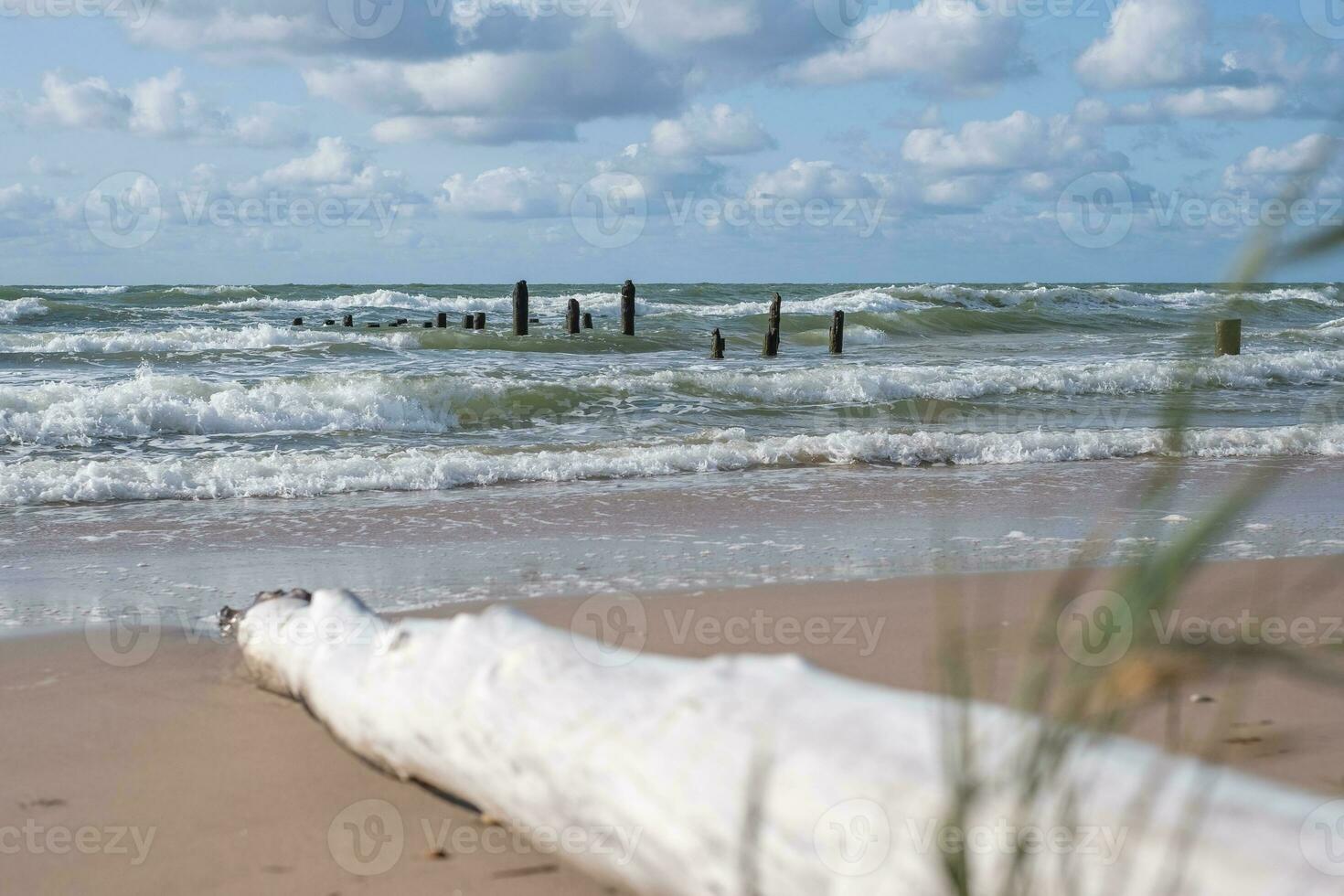 dead tree trunks line up in a rolling sea, horizon and cloudy sky in background photo
