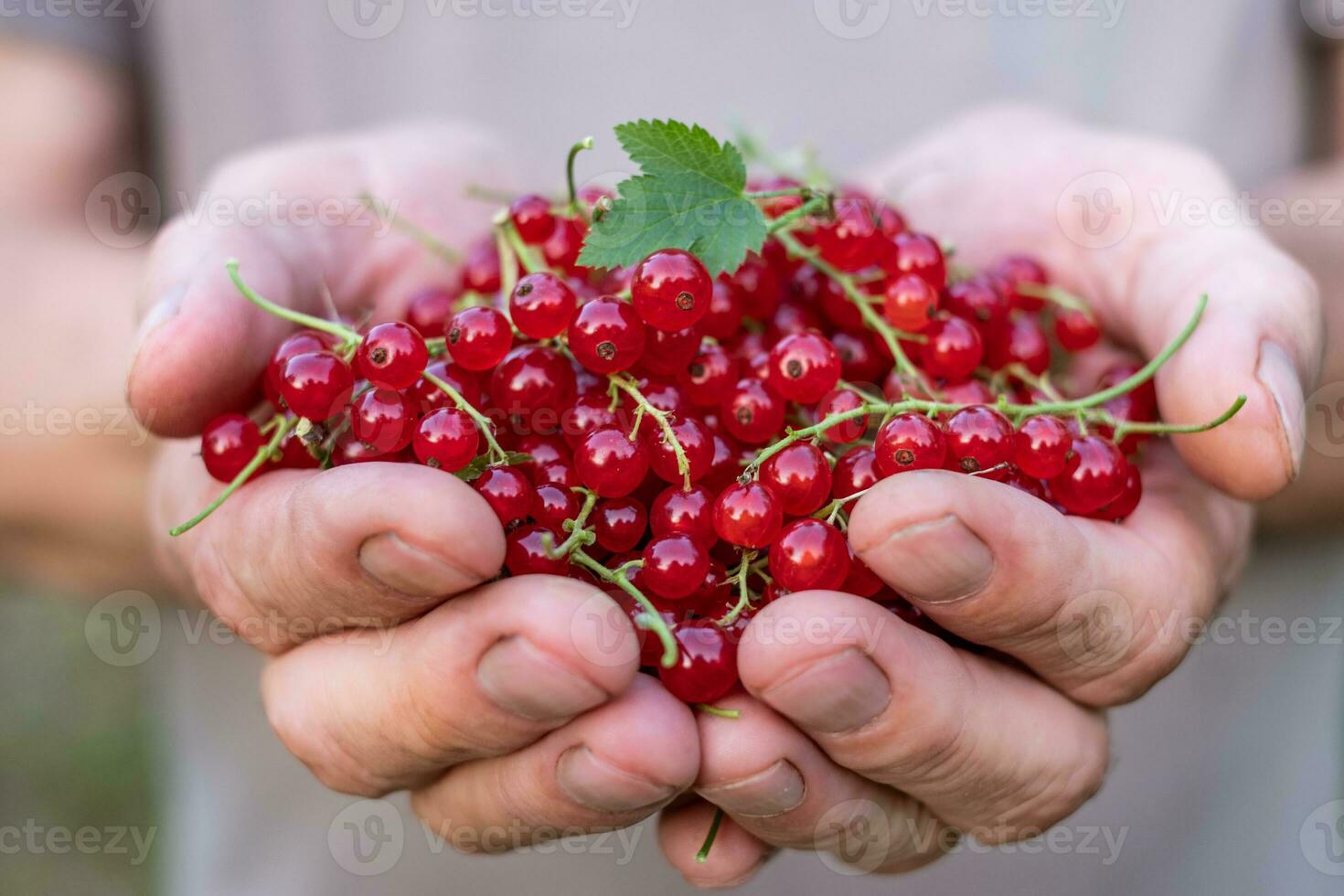 A father holds a bunch of red currants with a green leaf on a gray t-shirt background photo