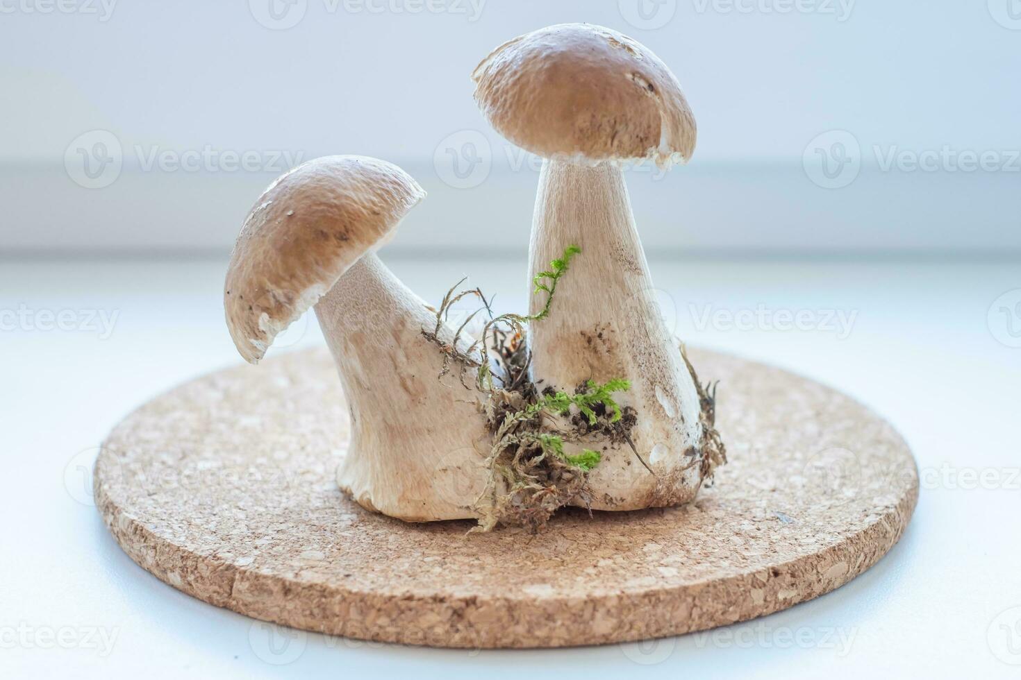 Boletus surrounded by green moss fresh from the forest on a cork tray photo